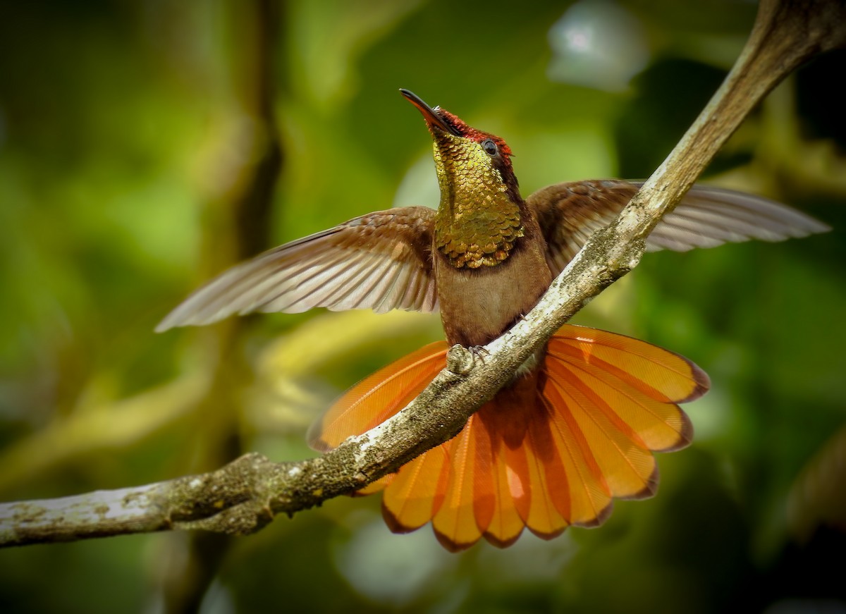 kolibřík červenohlavý - ML205793081