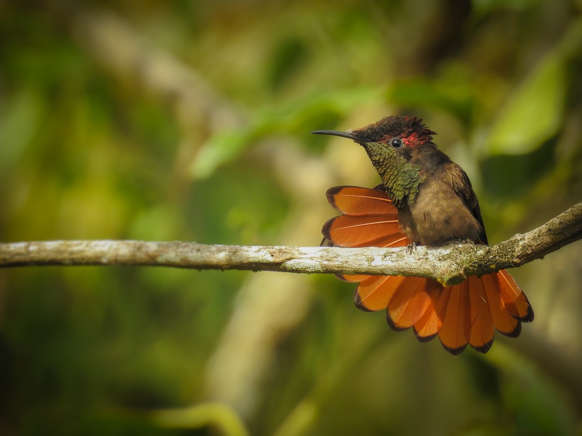 kolibřík červenohlavý - ML205793091