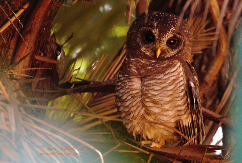 African Wood-Owl - ML205793171