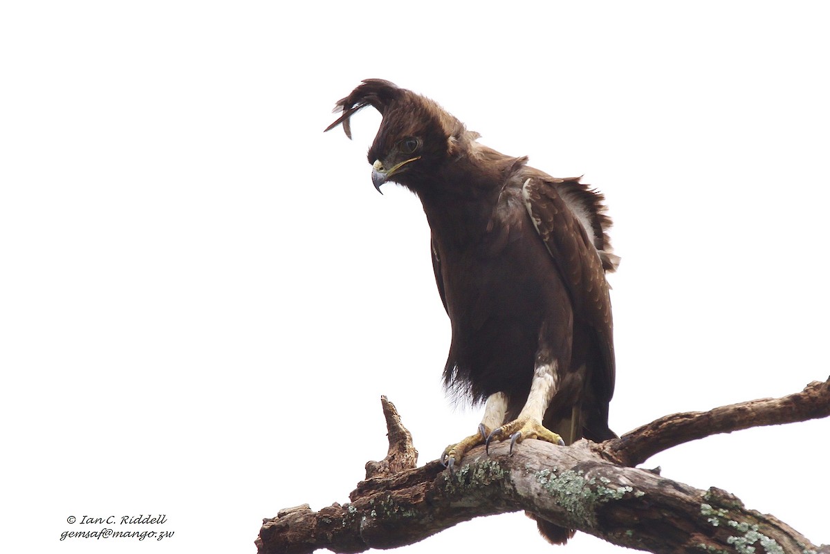 Long-crested Eagle - Ian Riddell