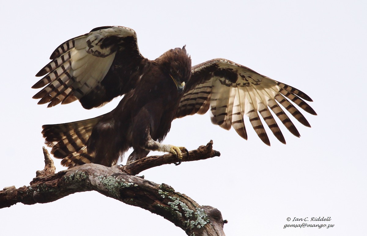 Long-crested Eagle - Ian Riddell
