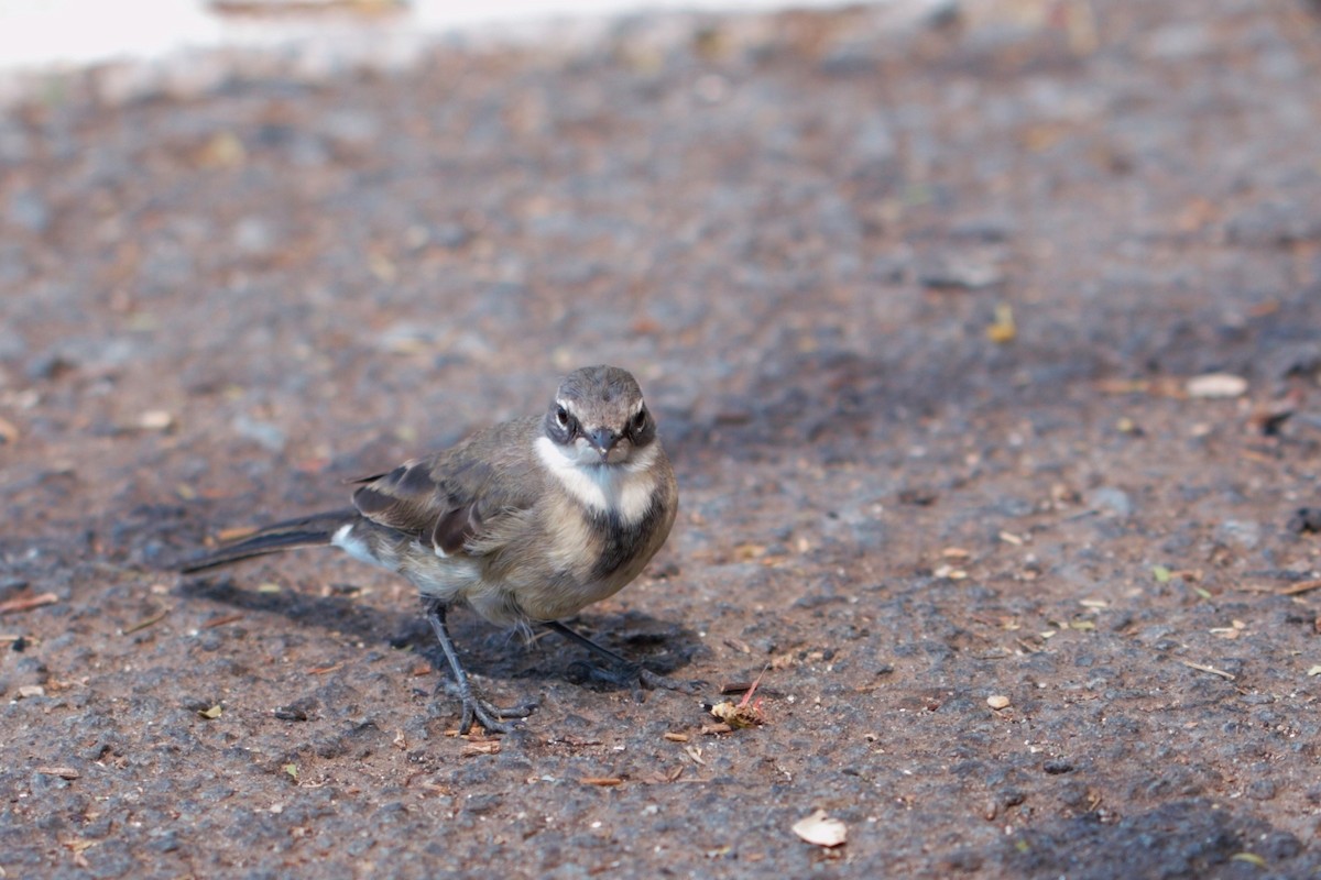Cape Wagtail - ML205793301