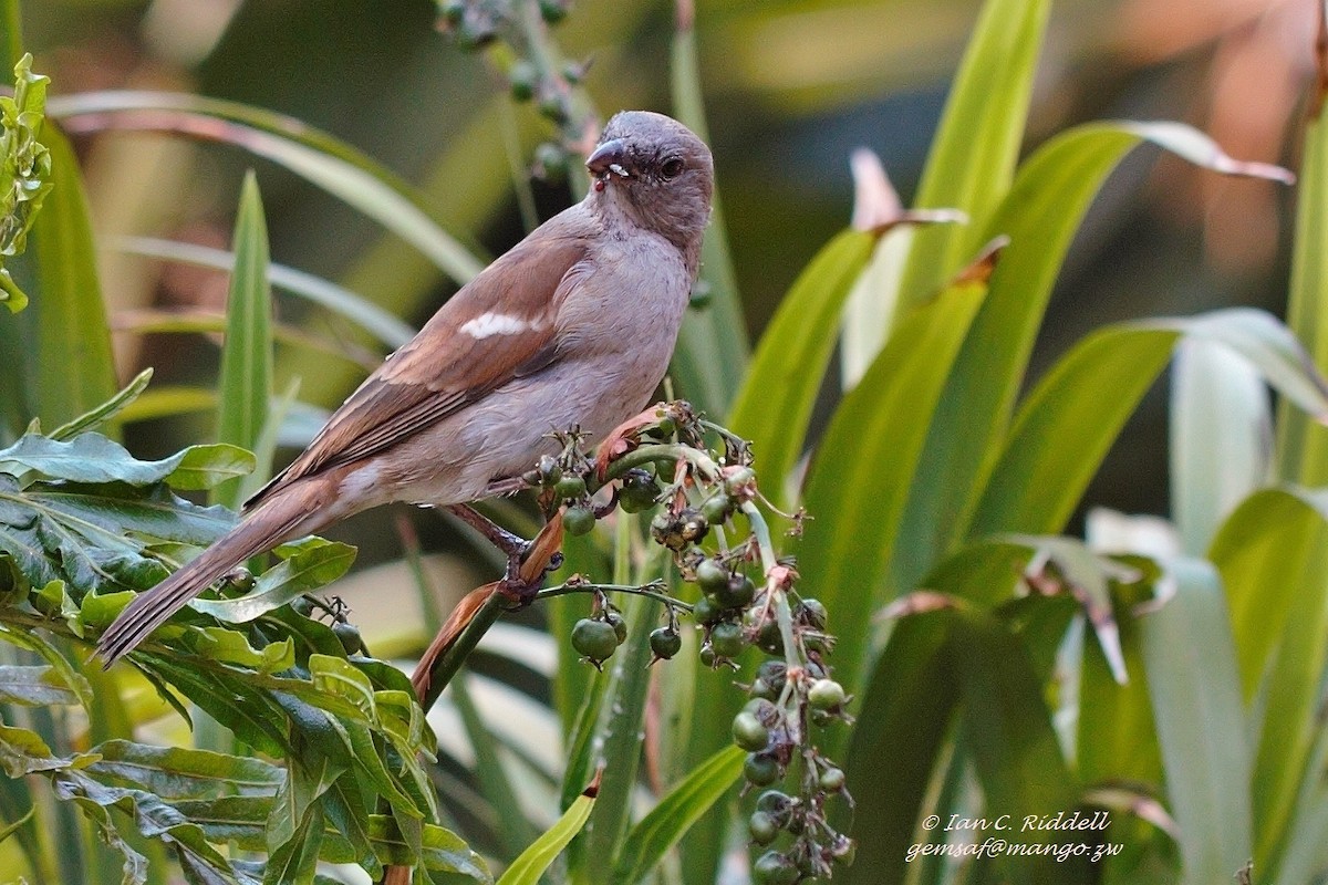 Southern Gray-headed Sparrow - Ian Riddell
