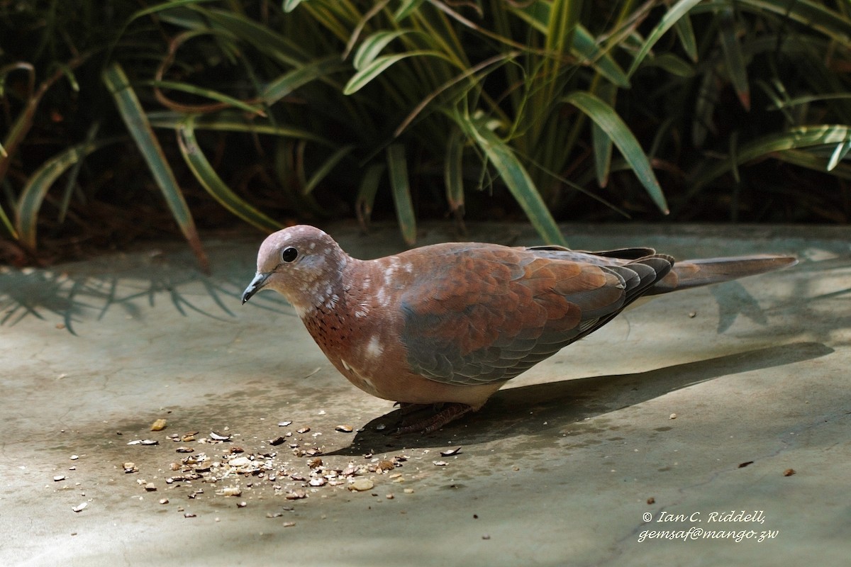Laughing Dove - ML205793371