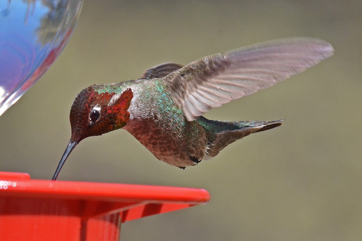 Anna's Hummingbird - Ken Simonite