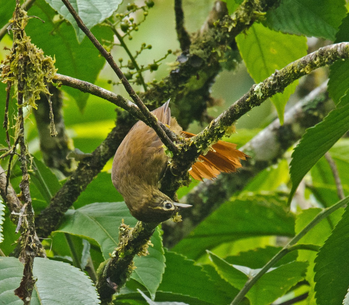Rufous-tailed Foliage-gleaner - Ken Simonite