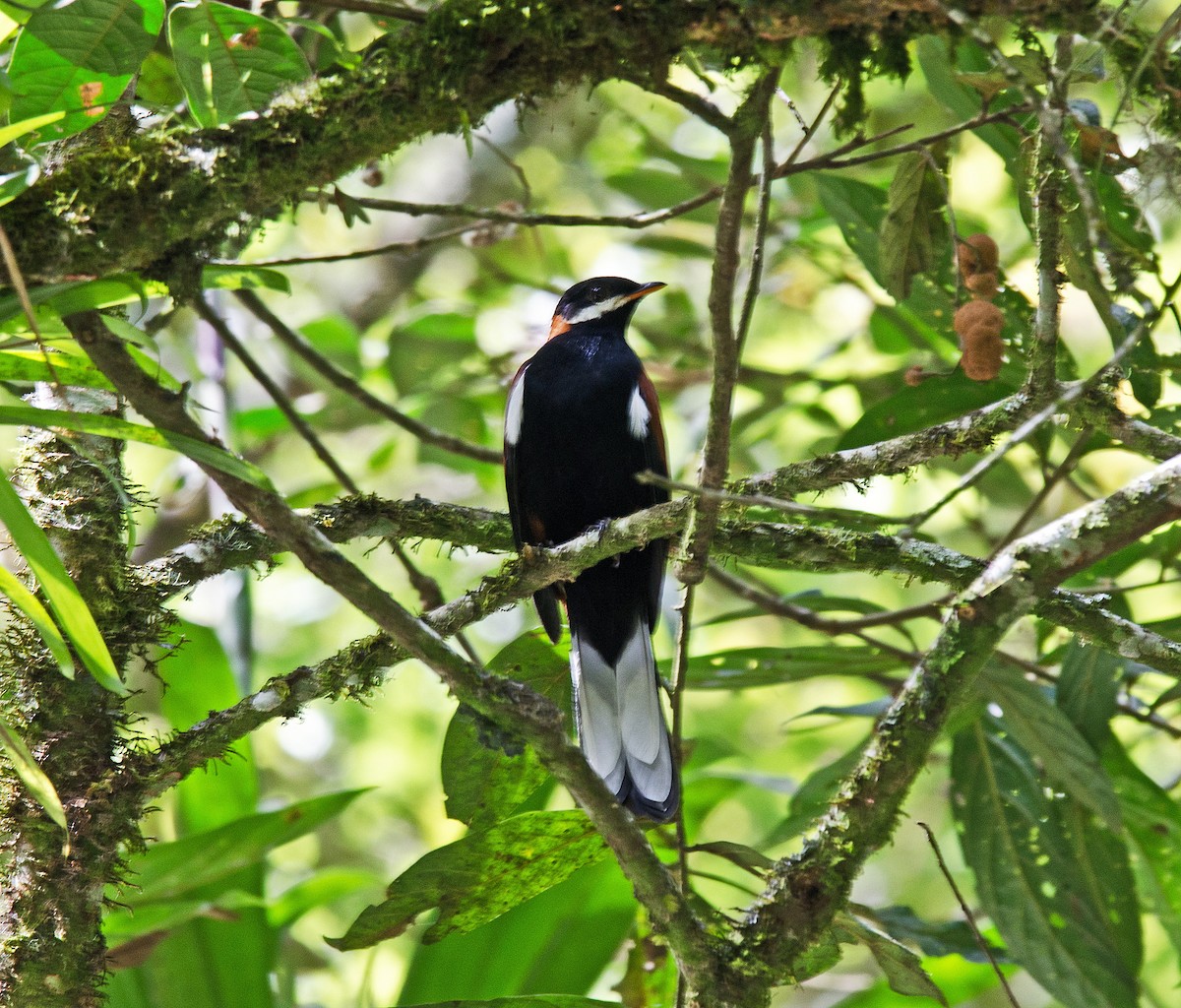 White-eared Solitaire - ML205793941