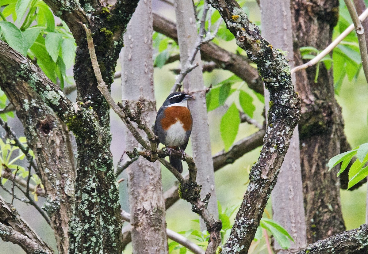 Chestnut-breasted Mountain Finch - ML205793951