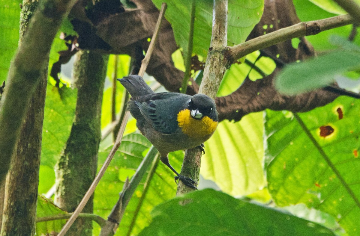 Yellow-throated Tanager - ML205793961