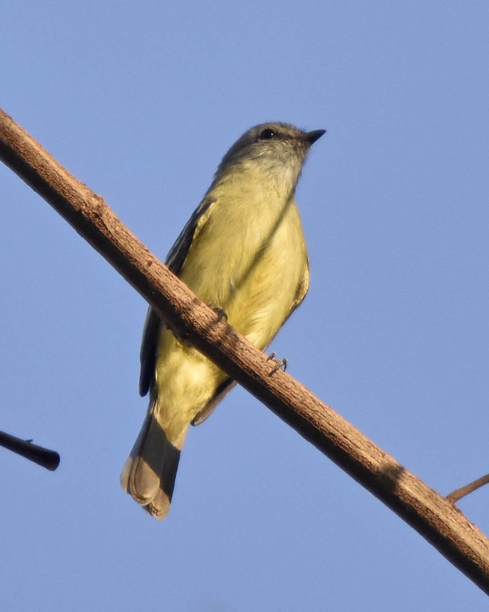 Yellow-crowned Tyrannulet - ML205794151