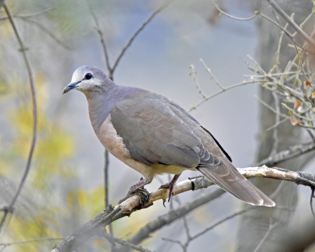 Large-tailed Dove - Tini & Jacob Wijpkema