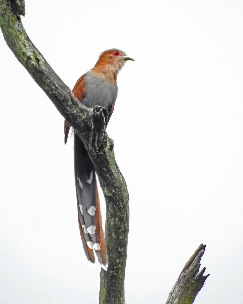 Squirrel Cuckoo (Amazonian) - ML205794531