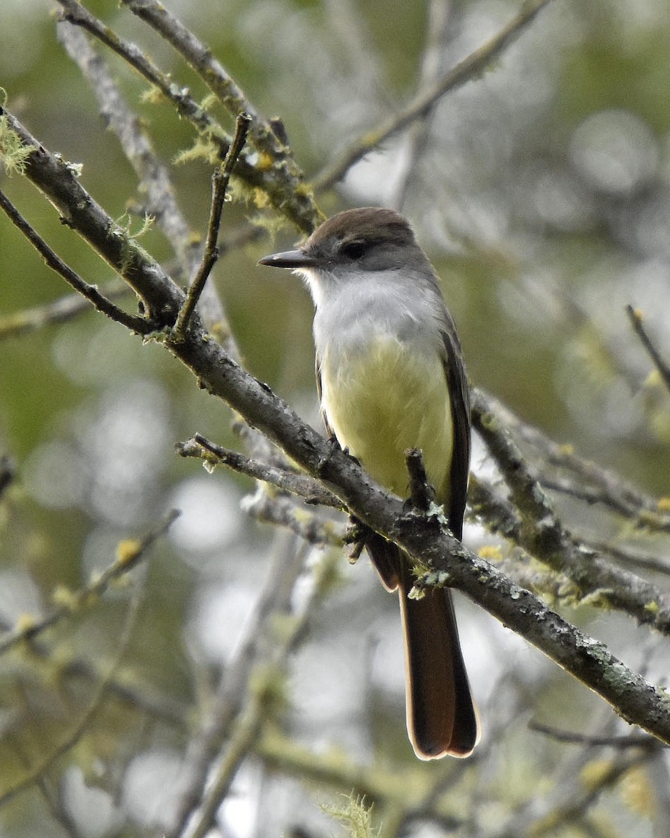 Brown-crested Flycatcher (South American) - Tini & Jacob Wijpkema