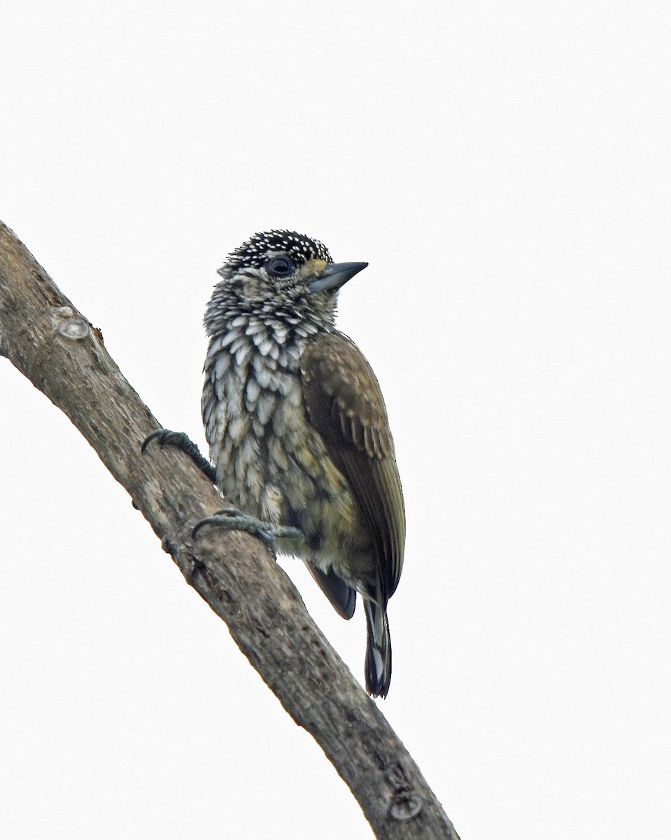 White-wedged Piculet - ML205794571