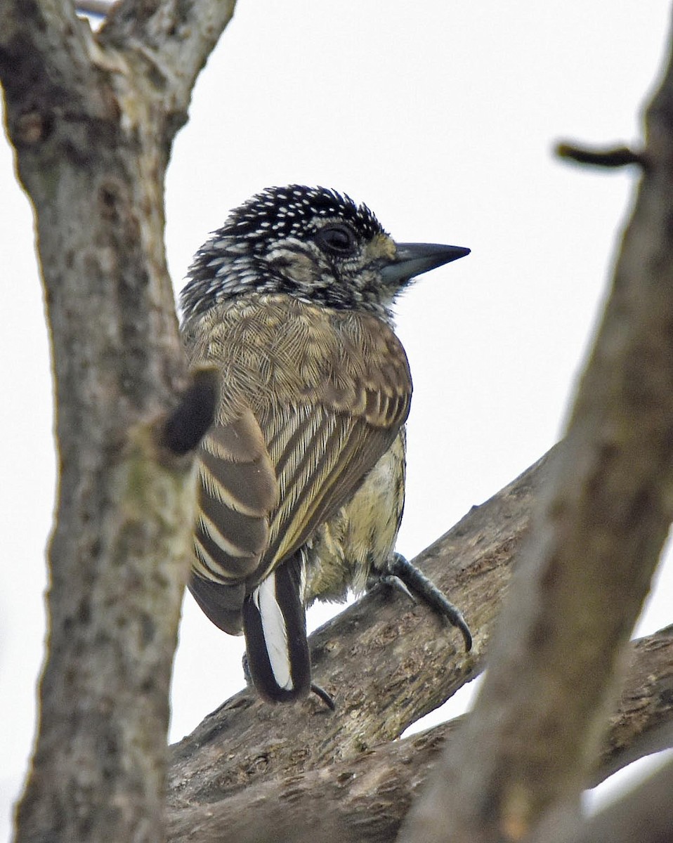 White-wedged Piculet - ML205794581