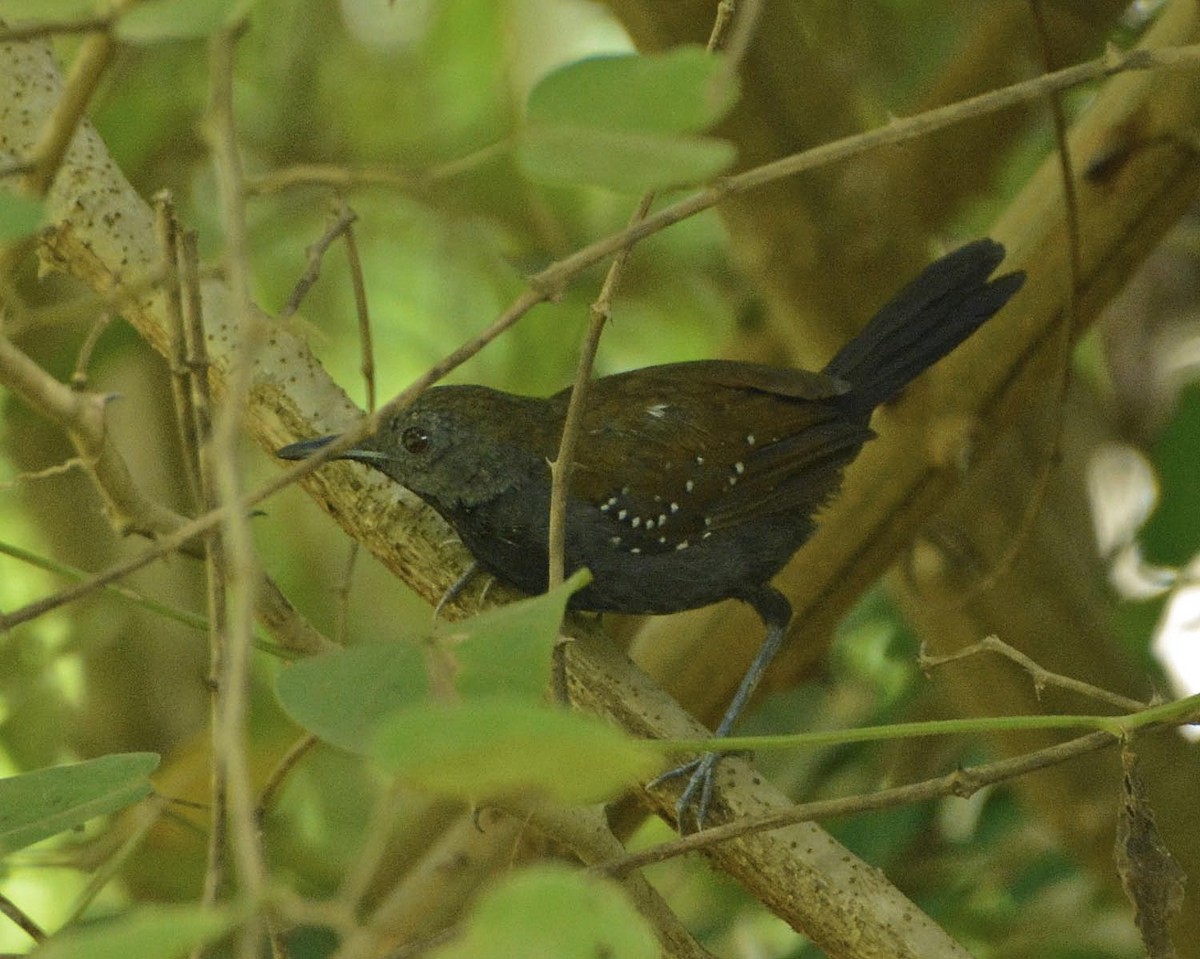 Black-throated Antbird - ML205794611