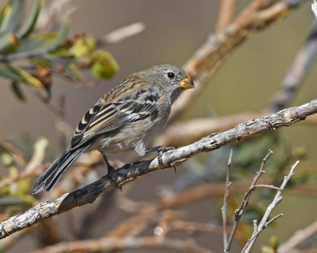 Band-tailed Seedeater - ML205794861