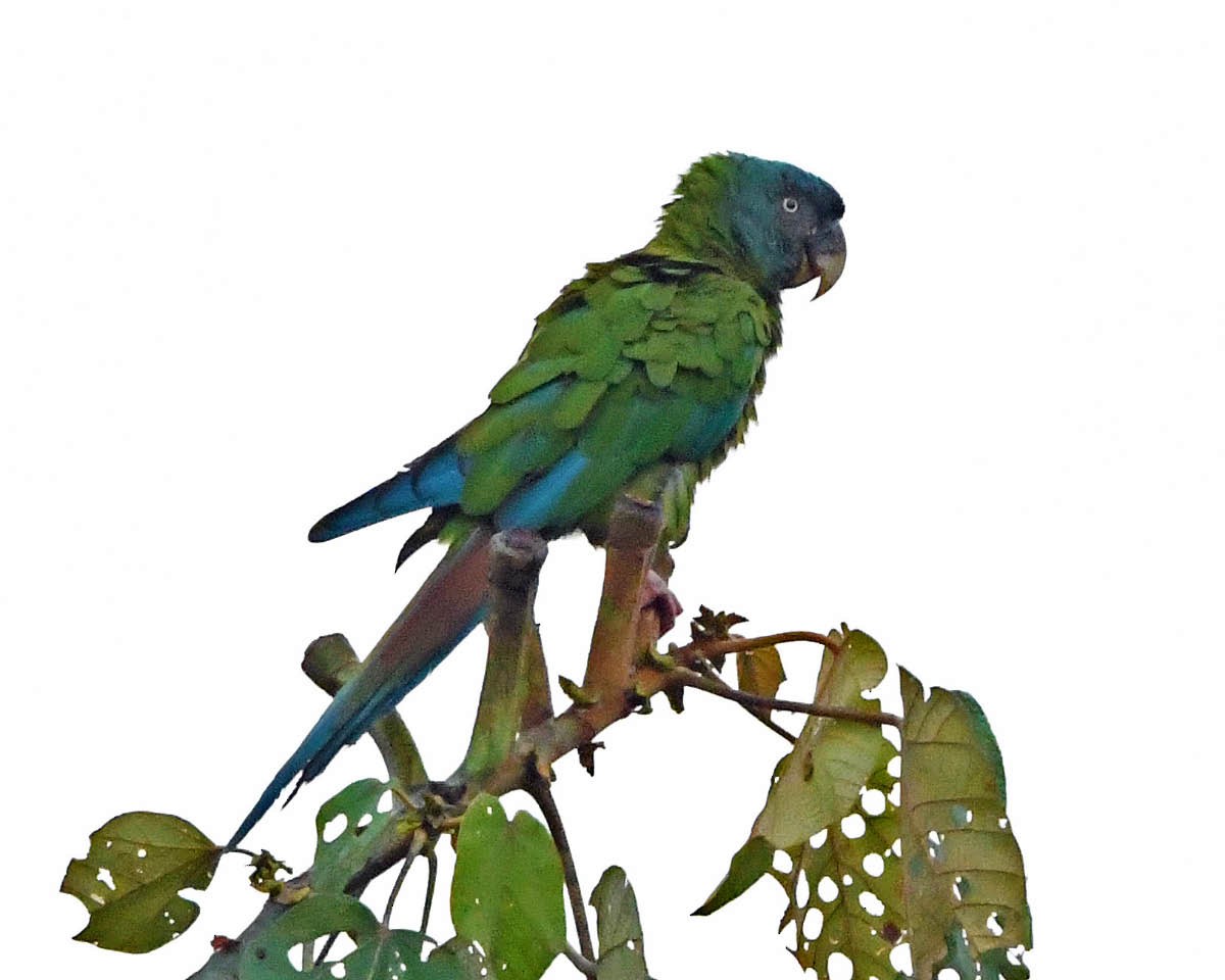 Blue-headed Macaw - Tini & Jacob Wijpkema