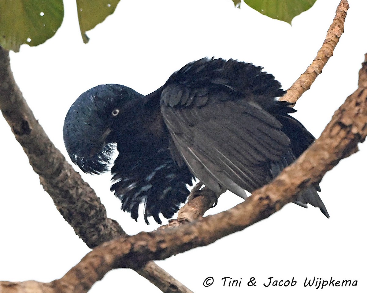 Amazonian Umbrellabird - Tini & Jacob Wijpkema