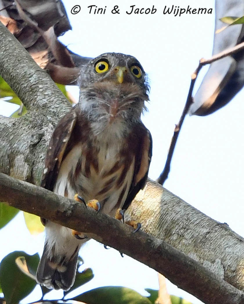 Amazonian Pygmy-Owl - Tini & Jacob Wijpkema