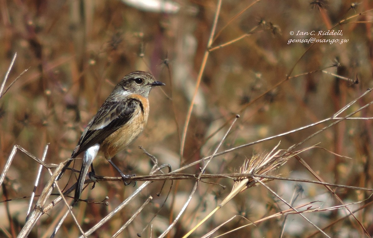 African Stonechat (African) - Ian Riddell