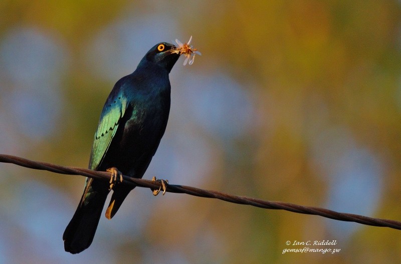 Greater Blue-eared Starling - Ian Riddell