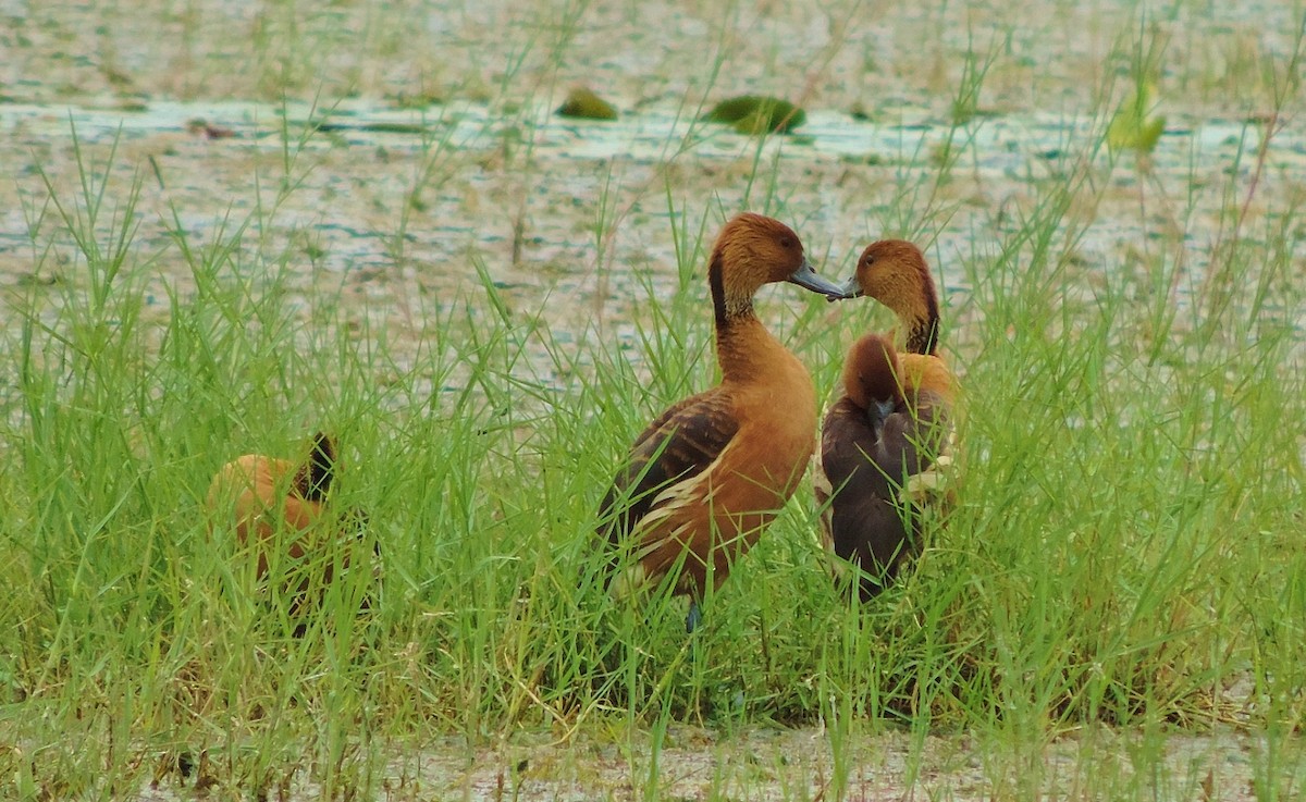 Fulvous Whistling-Duck - ML205795331