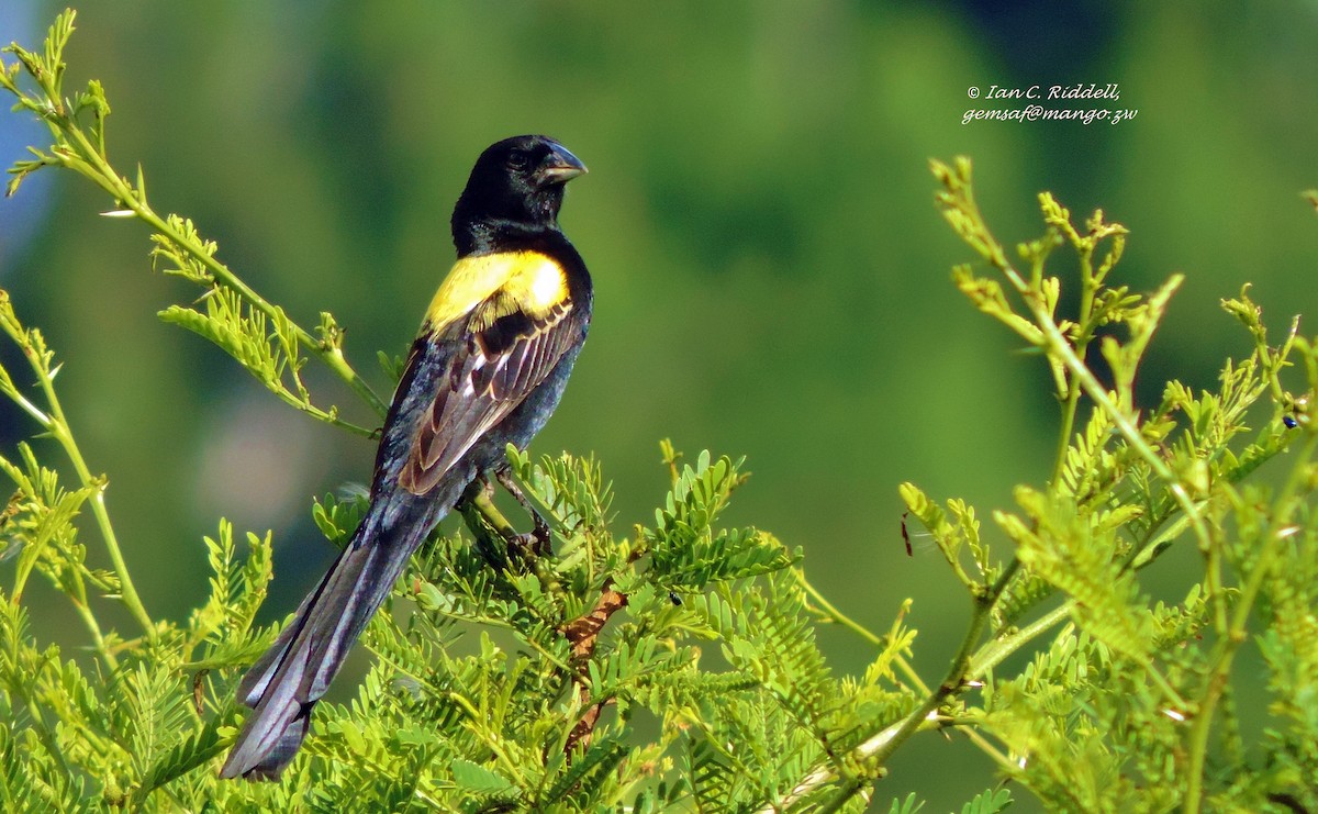 Yellow-mantled Widowbird (Yellow-mantled) - eBird