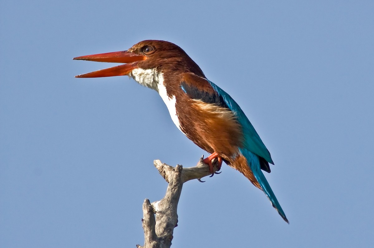 White-throated Kingfisher - Zoltan Kovacs