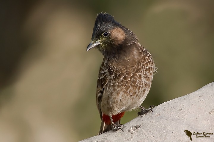 Red-vented Bulbul - ML205795591