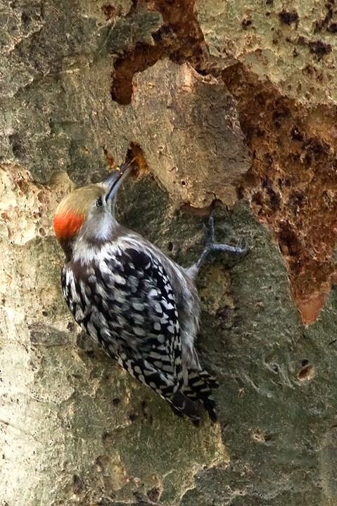 Yellow-crowned Woodpecker - ML205795631