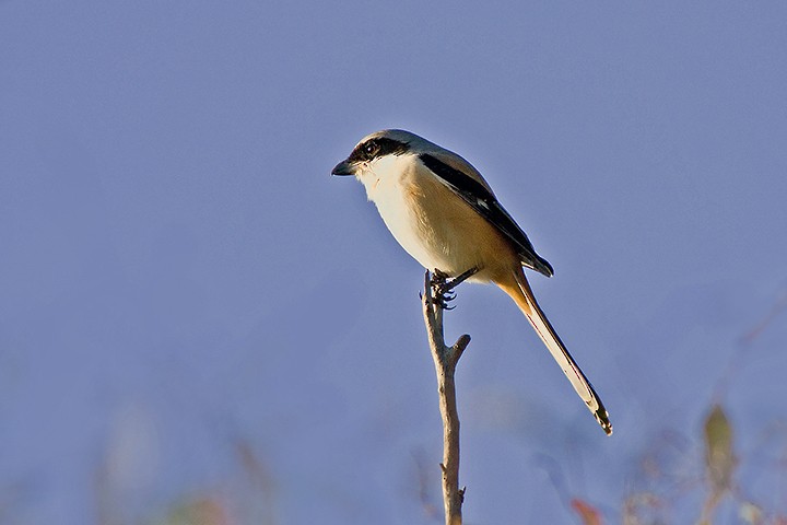 Long-tailed Shrike - ML205795721