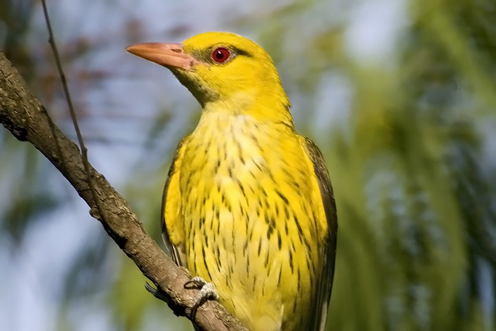 Indian Golden Oriole - ML205795761