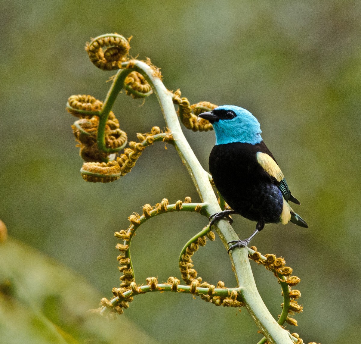 Blue-necked Tanager - ML205795891