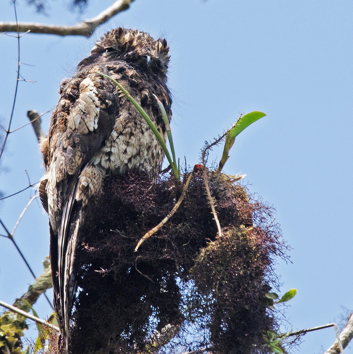 Andean Potoo - ML205796051