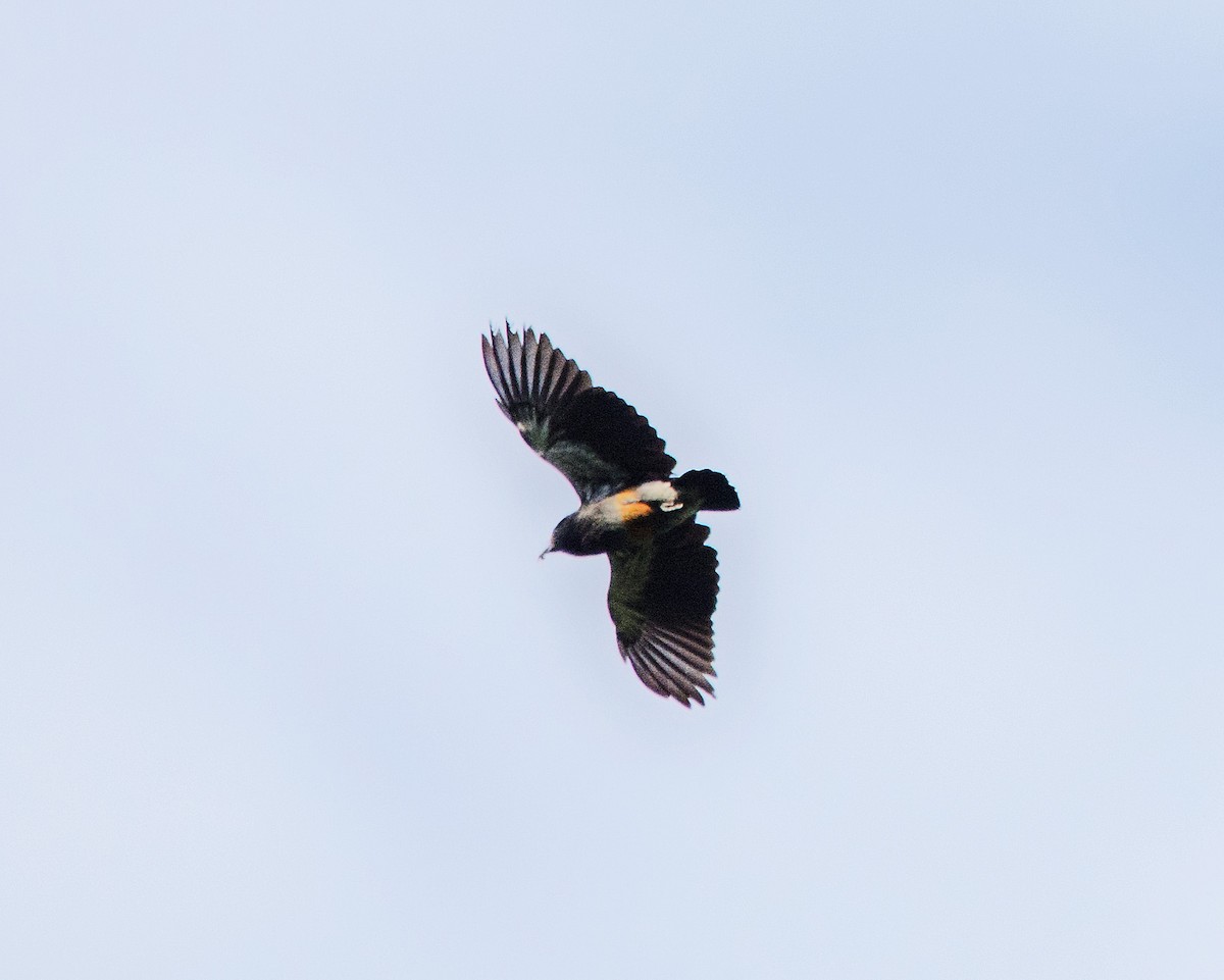 Swallow-winged Puffbird - Ken Simonite
