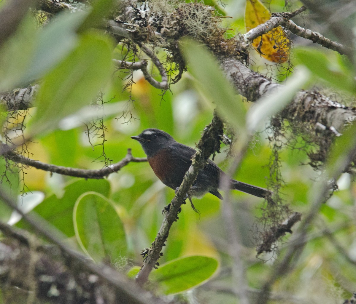 Maroon-belted Chat-Tyrant - ML205796171