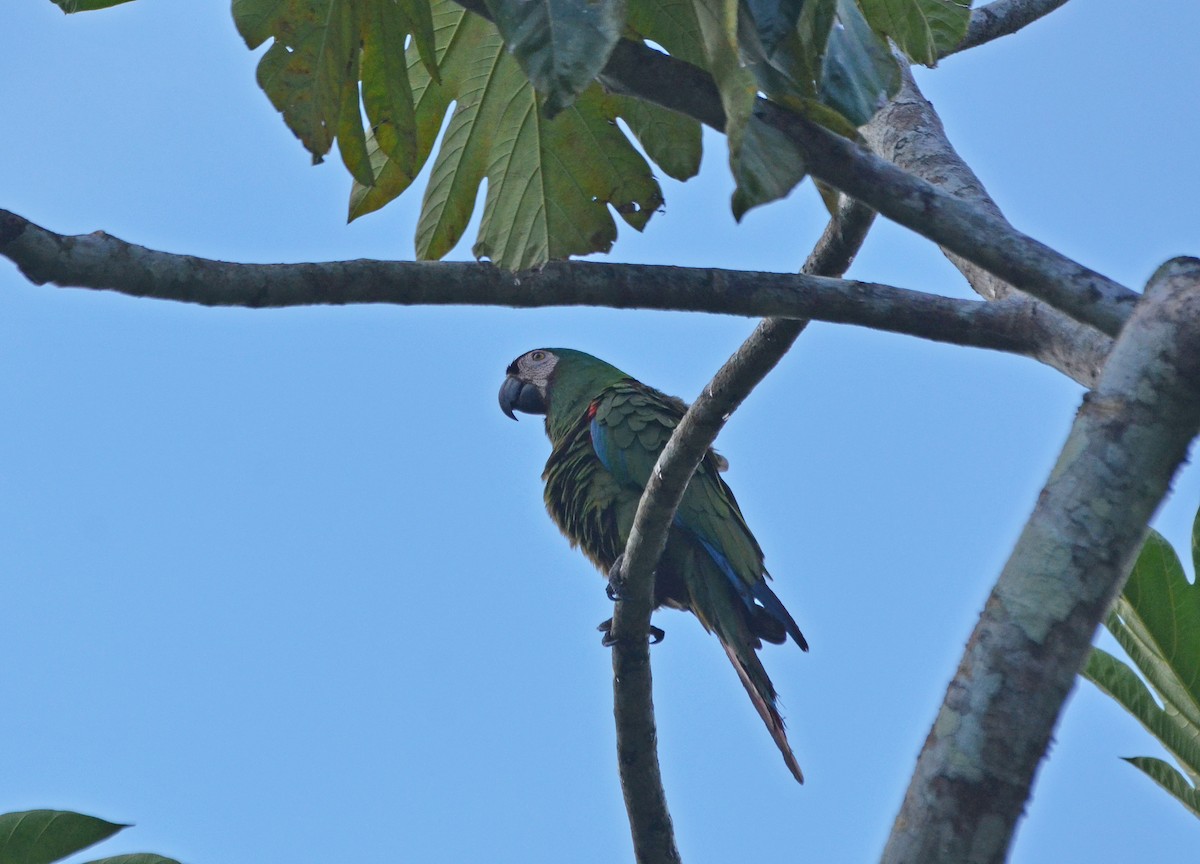 Chestnut-fronted Macaw - Ken Simonite