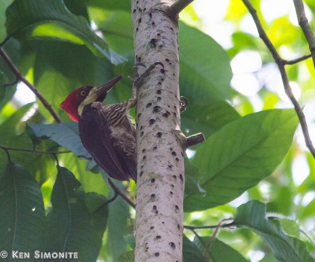 Crimson-crested Woodpecker - ML205796431
