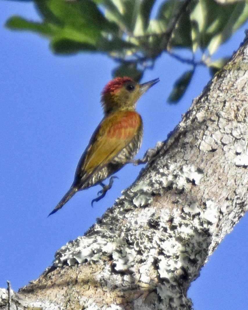 Red-stained Woodpecker - ML205796471