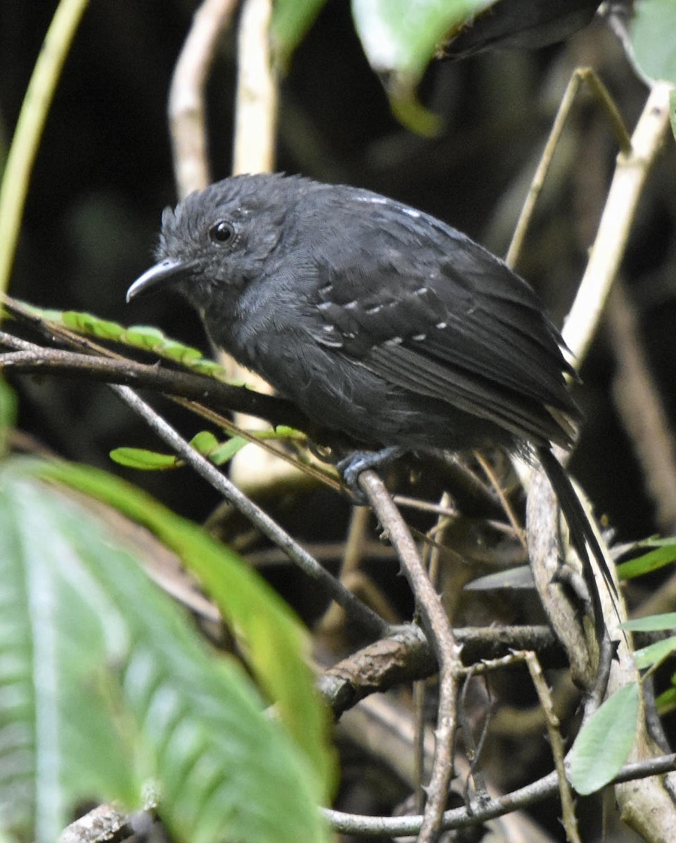 Blackish Antbird - ML205796541