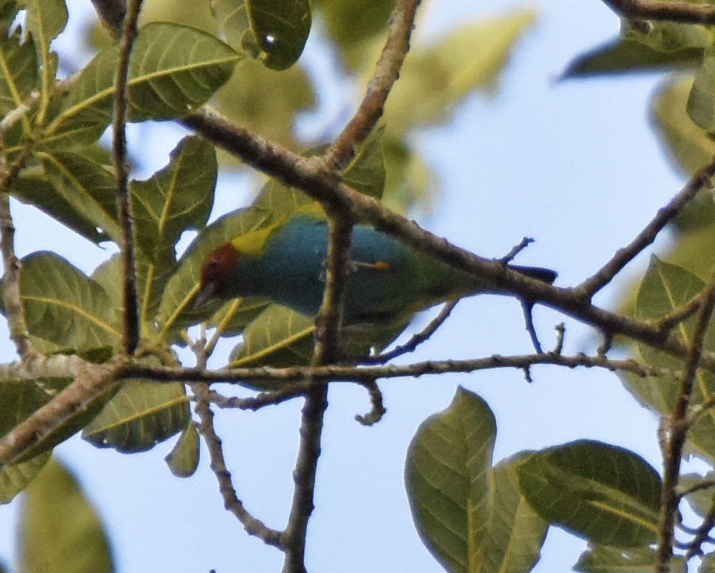 Bay-headed Tanager (Bay-and-blue) - ML205796601