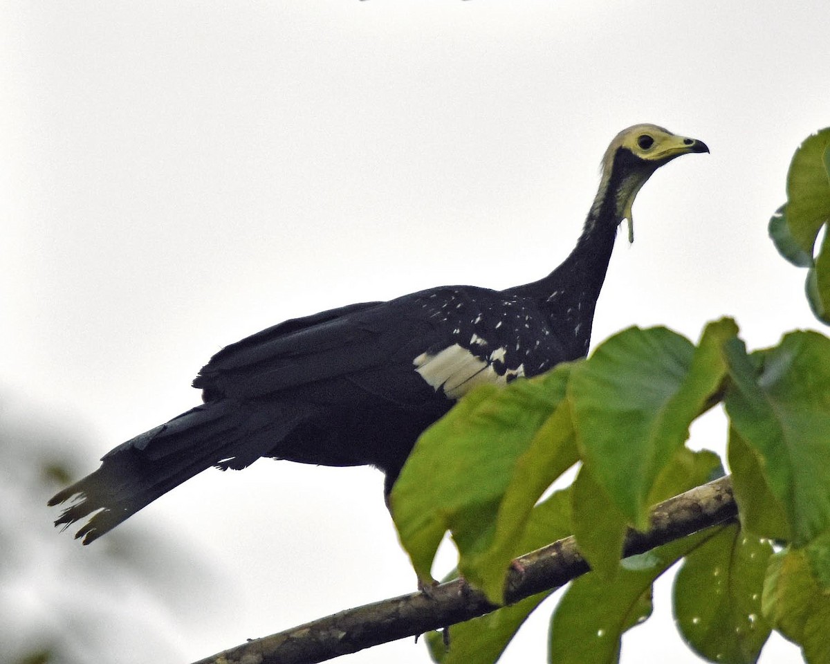 White-throated Piping-Guan - ML205796641