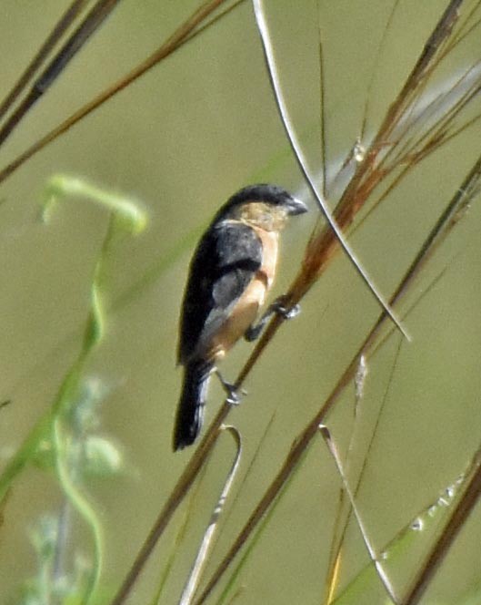 Black-and-tawny Seedeater - ML205796681