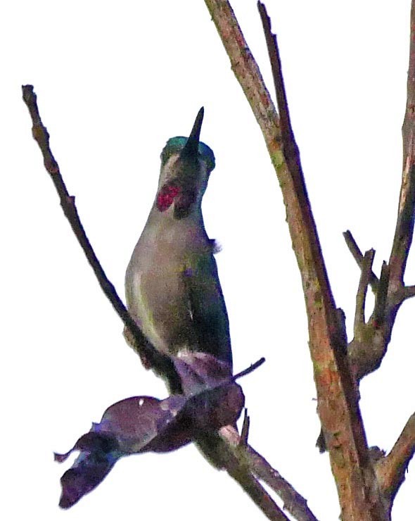 kolibřík hvězdohrdlý - ML205796831