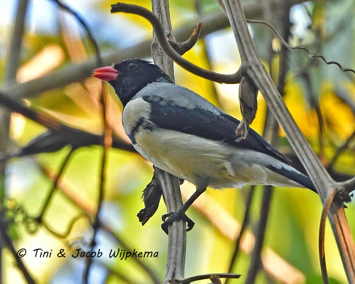 Red-billed Pied Tanager - ML205797091
