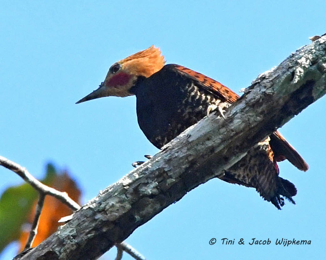 Ringed Woodpecker (Amazonian Black-breasted) - ML205797141