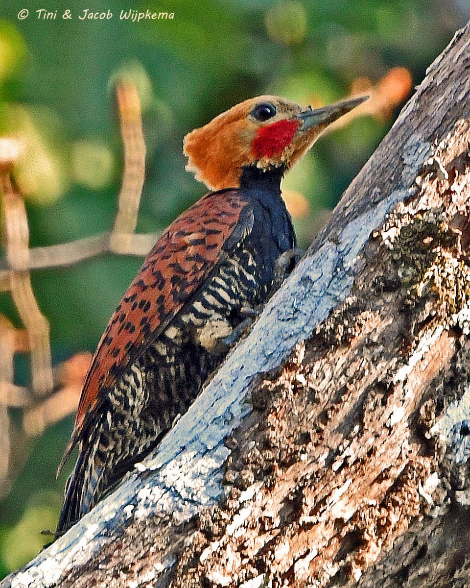 Ringed Woodpecker (Amazonian Black-breasted) - ML205797151
