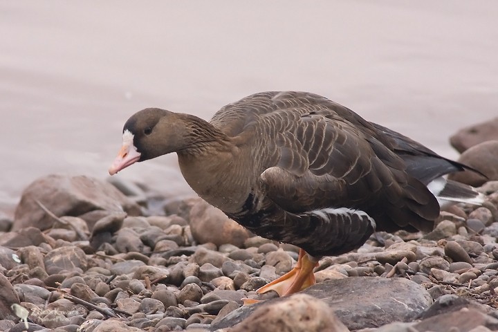 Greater White-fronted Goose - ML205797731