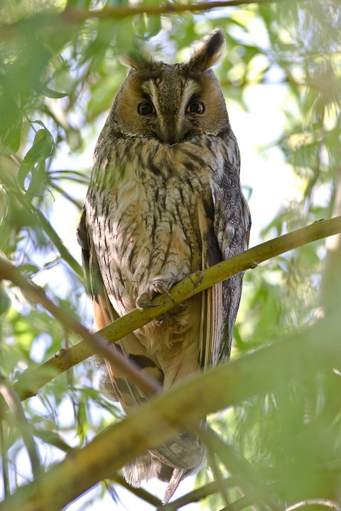 Long-eared Owl - ML205797781